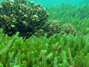 Χλωρέλλα Σκόνη 100γρ