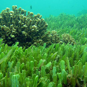 Χλωρέλλα Σκόνη 100γρ