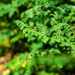 Μορίνγκα Σκόνη 100γρ