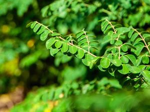 Μορίνγκα Σκόνη 100γρ