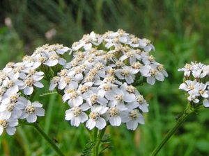 Αχιλλέα 50γρ