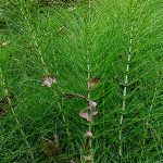 Εκουϊζέτο 50γρ