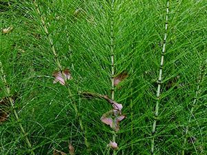 Εκουϊζέτο 50γρ