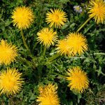 Ταραξάκο 50γρ