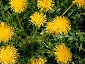 Ταραξάκο 50γρ