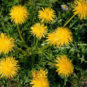 Ταραξάκο 50γρ