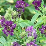 Αλφάλφα Σκόνη bio 100γρ