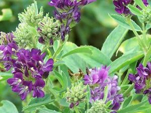 Αλφάλφα Σκόνη bio 100γρ