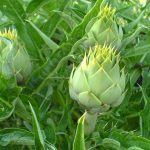 Αγκινάρα φύλλο 50γρ