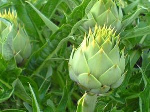 Αγκινάρα φύλλο 50γρ