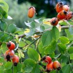 Άγριο Τριαντάφυλλο 100γρ