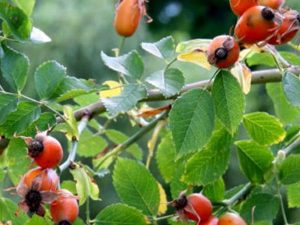 Άγριο Τριαντάφυλλο 100γρ