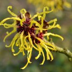 Αμαμελίδα 50γρ