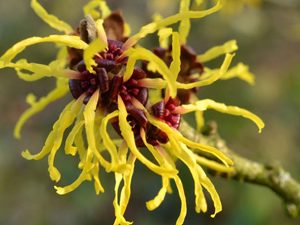 Αμαμελίδα 50γρ