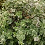 Δίκταμο 50γρ