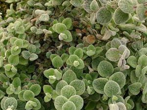 Δίκταμο 50γρ