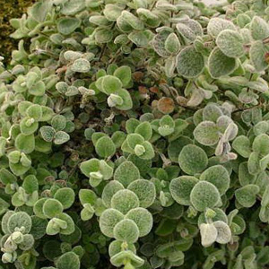 Δίκταμο 50γρ