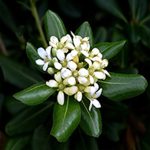 Αγγελική 50γρ