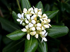 Αγγελική 50γρ