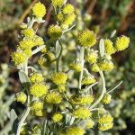 Αψιθιά - Αρτεμισία 50γρ