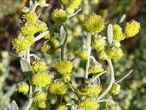 Αψιθιά - Αρτεμισία 50γρ