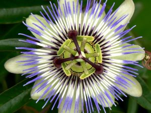 Πασιφλόρα 50γρ