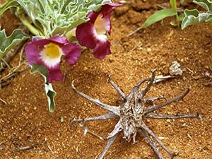 Αρπαγόφυτο 100γρ