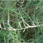 Αγριάδα 50γρ