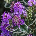 Βερονίκη 50γρ