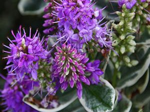 Βερονίκη 50γρ