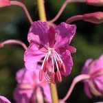 Επιλόβιο 50γρ