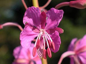 Επιλόβιο 50γρ