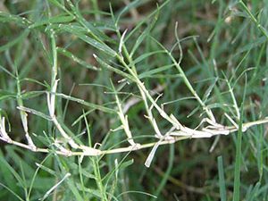 Αγριάδα 50γρ