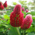 Κόκκινο Τριφύλλι 50γρ