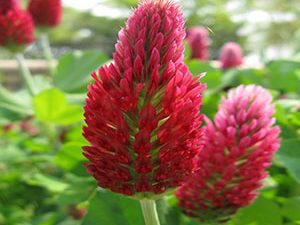 Κόκκινο Τριφύλλι 50γρ