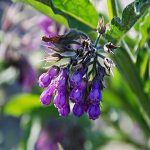 Σύμφυτο 100γρ