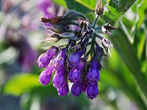 Σύμφυτο 100γρ