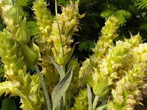 Τσάι Βουνού