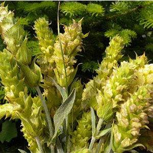 Τσάι Βουνού