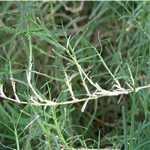 Αγριάδα 50γρ