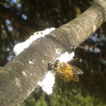 Μέλι Πεύκου 1kg