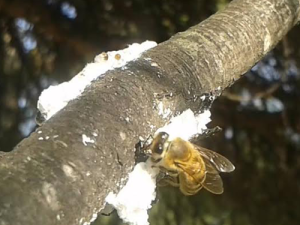 Μέλι Πεύκου 1kg