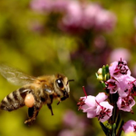 Μέλι Κούμαρο & Ρείκι 950γρ