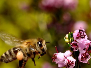 Μέλι Κούμαρο & Ρείκι 950γρ