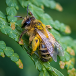 Μέλι Βελανιδιάς & Κάστανου 1kg