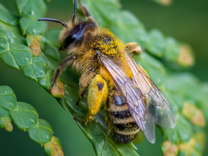 Μέλι Βελανιδιάς & Κάστανου 1kg