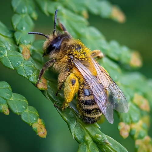 Μέλι Βελανιδιάς & Κάστανου 1kg