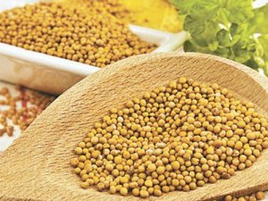 Κίτρινο Σινάπι 100γρ