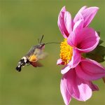 Μέλι Ανθέων 950γρ