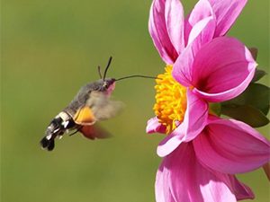 Μέλι Ανθέων 950γρ